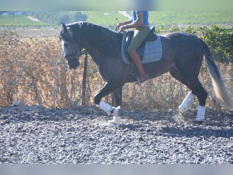 PRE Étalon 4 Ans 165 cm Gris pommelé in Vejer de la Fronera