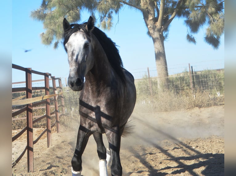 PRE Étalon 4 Ans 165 cm Gris pommelé in Vejer de la Fronera