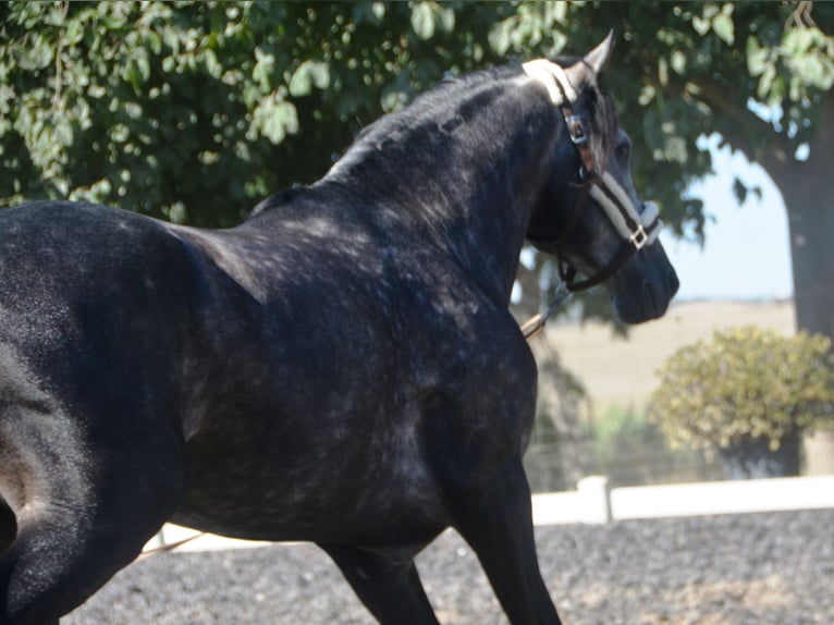 PRE Étalon 4 Ans 165 cm Gris pommelé in Vejer de la Fronera