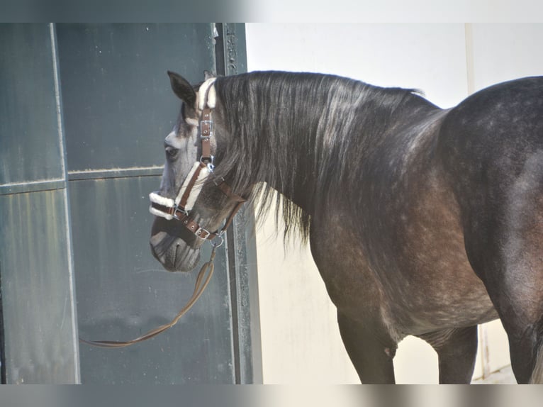 PRE Étalon 4 Ans 165 cm Gris pommelé in Vejer de la Fronera