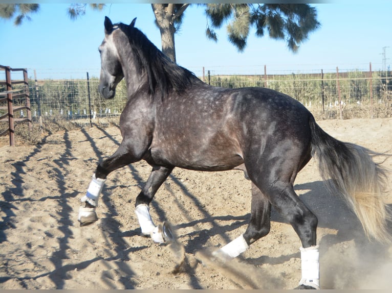 PRE Étalon 4 Ans 165 cm Gris pommelé in Vejer de la Fronera