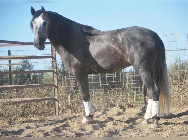 PRE Étalon 4 Ans 165 cm Gris pommelé in Vejer de la Fronera