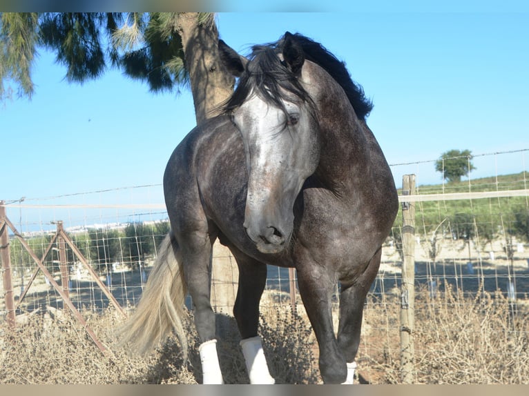 PRE Étalon 4 Ans 165 cm Gris pommelé in Vejer de la Fronera