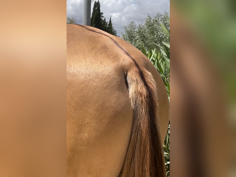 PRE Croisé Étalon 4 Ans 165 cm Léopard in Sevilla