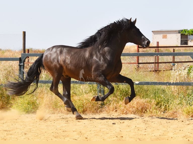 PRE Croisé Étalon 4 Ans 165 cm Noir in Provinz Malaga