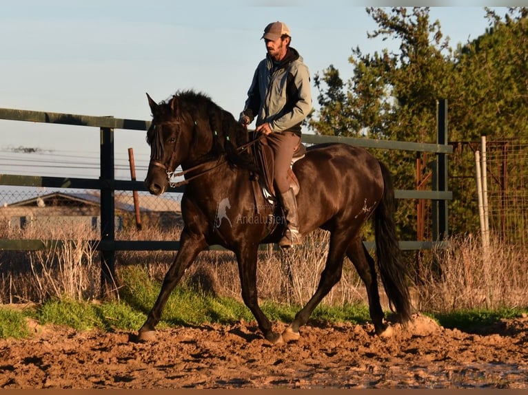 PRE Croisé Étalon 4 Ans 165 cm Noir in Provinz Malaga