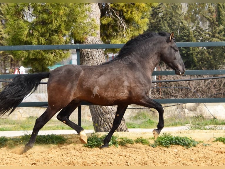 PRE Croisé Étalon 4 Ans 165 cm Noir in Provinz Malaga