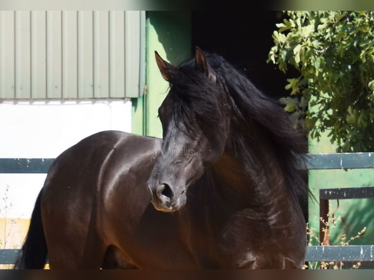 PRE Croisé Étalon 4 Ans 165 cm Noir in Provinz Malaga