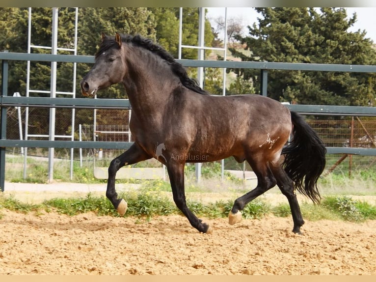 PRE Croisé Étalon 4 Ans 165 cm Noir in Provinz Malaga