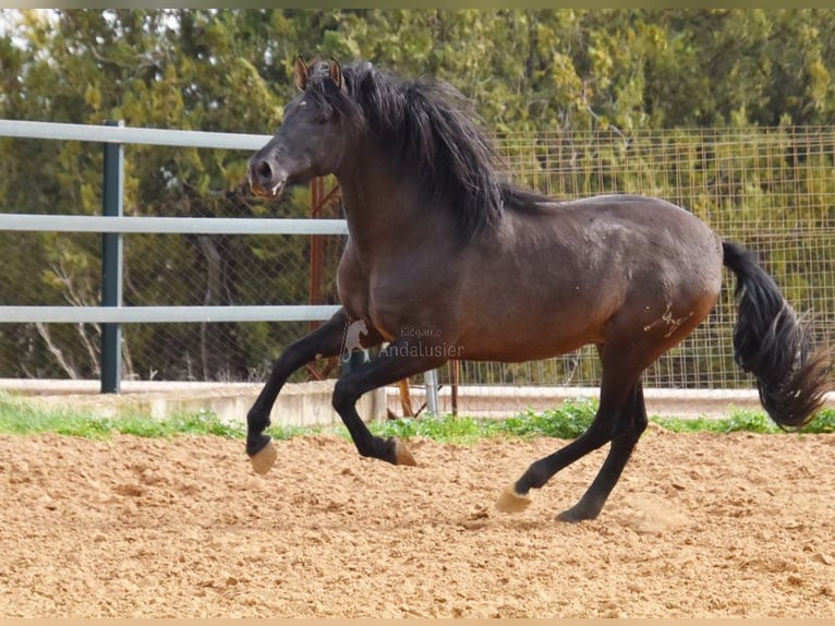 PRE Croisé Étalon 4 Ans 165 cm Noir in Provinz Malaga