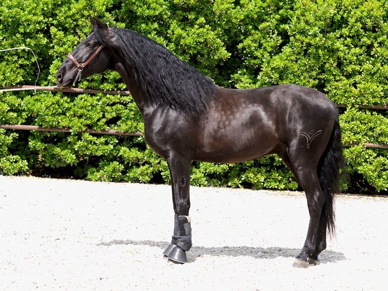 PRE Croisé Étalon 4 Ans 165 cm Noir in Navas Del Madroño