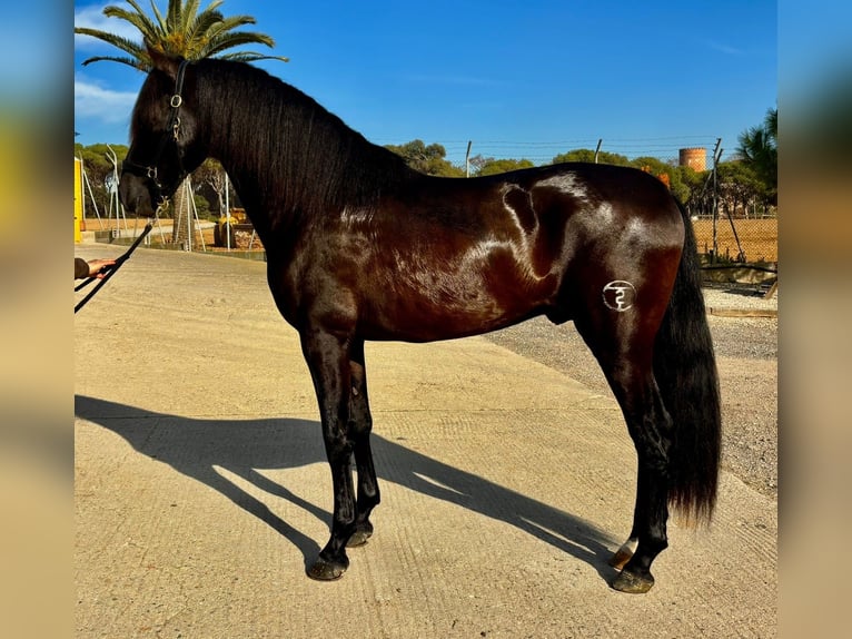 PRE Croisé Étalon 4 Ans 165 cm Noir in Hamburg