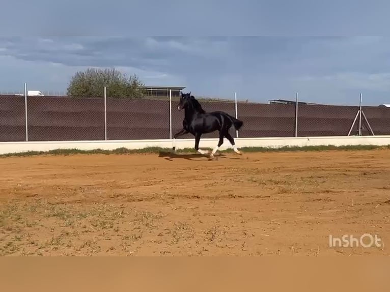 PRE Croisé Étalon 4 Ans 165 cm Noir in Poligono Industrial El Palmar