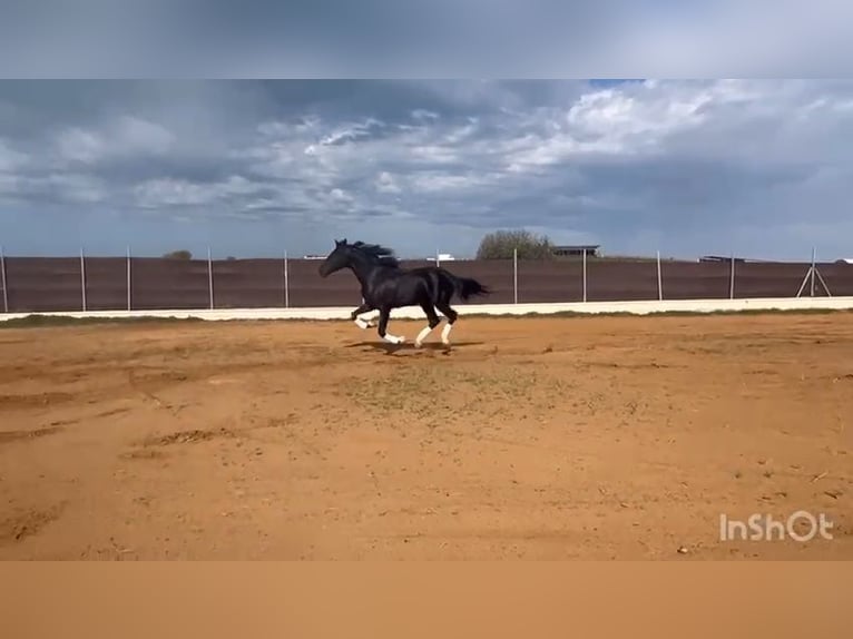 PRE Croisé Étalon 4 Ans 165 cm Noir in Poligono Industrial El Palmar