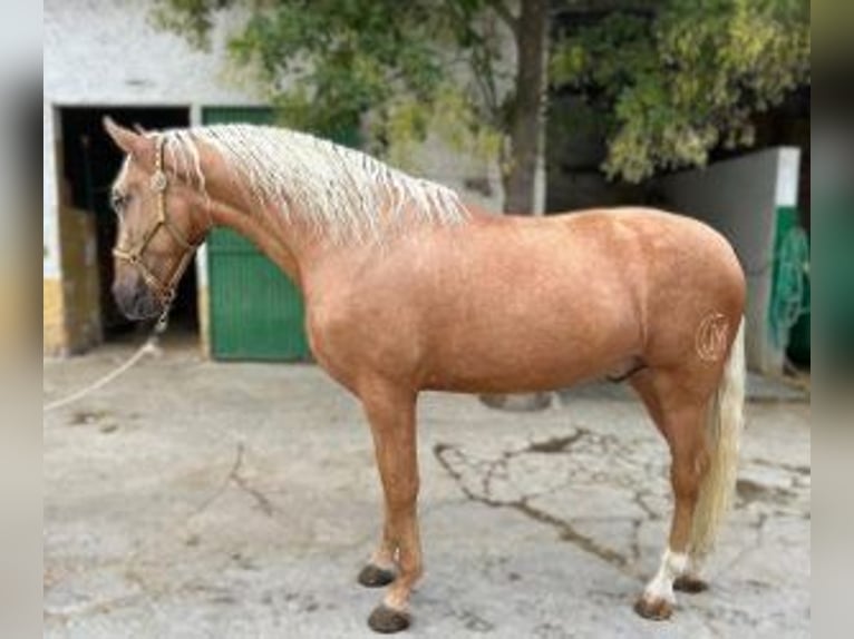 PRE Croisé Étalon 4 Ans 165 cm Overo-toutes couleurs in Alicante