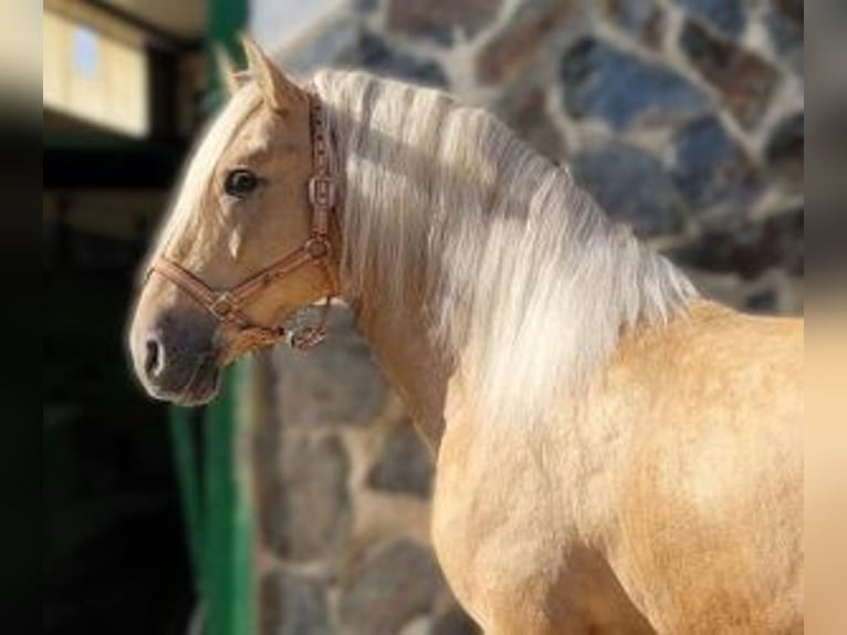 PRE Croisé Étalon 4 Ans 165 cm Overo-toutes couleurs in Alicante