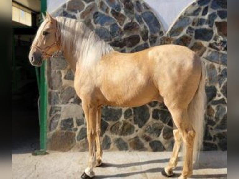 PRE Croisé Étalon 4 Ans 165 cm Overo-toutes couleurs in Alicante