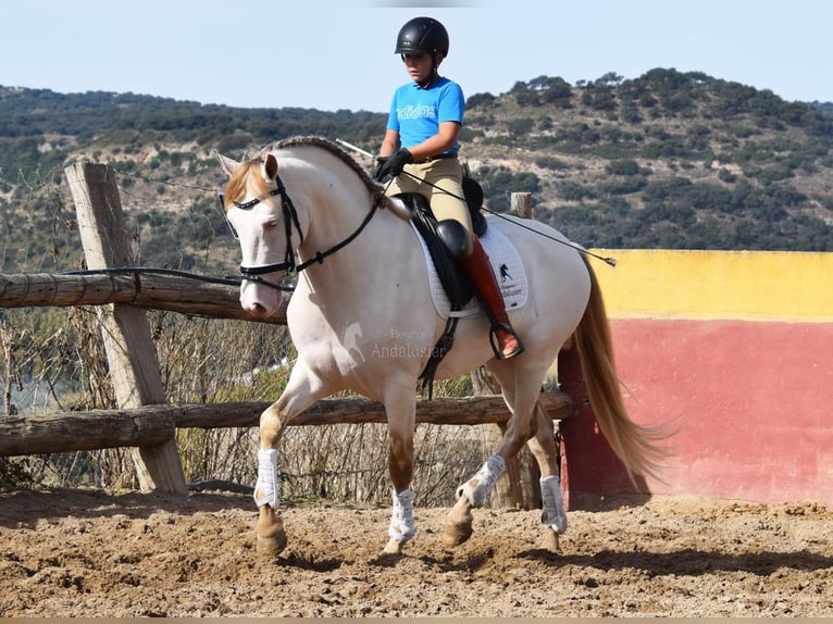 PRE Croisé Étalon 4 Ans 165 cm Perle in Provinz Malaga