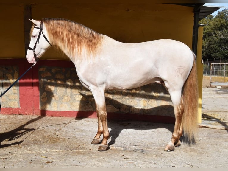 PRE Étalon 4 Ans 165 cm Perle in Provinz Malaga
