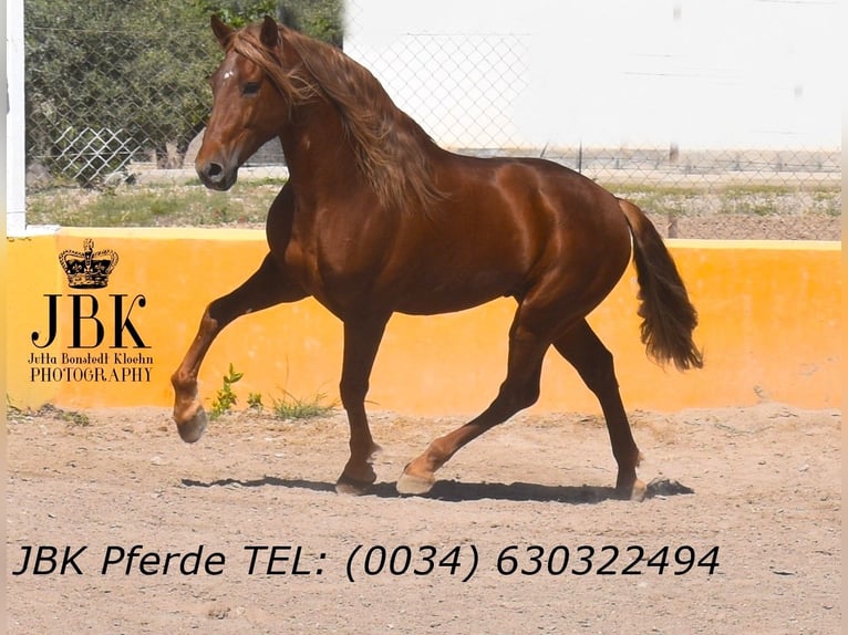 PRE Croisé Étalon 4 Ans 166 cm Alezan in Tabernas Almeria