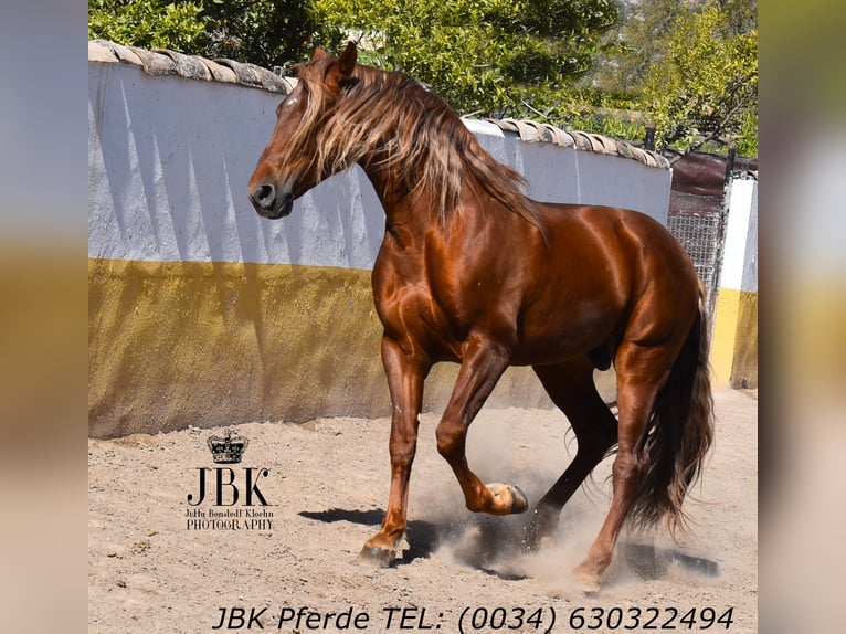 PRE Croisé Étalon 4 Ans 166 cm Alezan in Tabernas Almeria