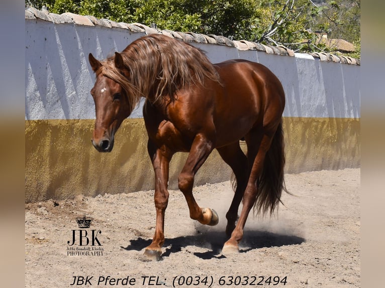 PRE Croisé Étalon 4 Ans 166 cm Alezan in Tabernas Almeria