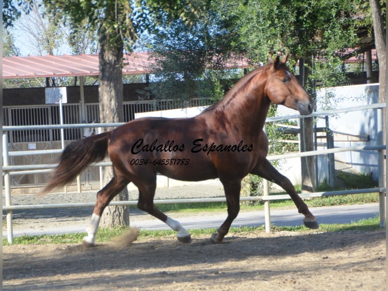 PRE Étalon 4 Ans 166 cm Alezan in Vejer de la Frontera