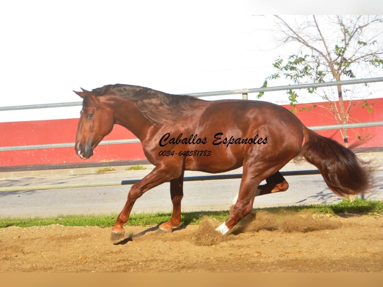 PRE Étalon 4 Ans 166 cm Alezan in Vejer de la Frontera