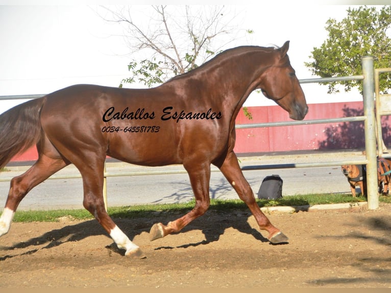 PRE Étalon 4 Ans 166 cm Alezan in Vejer de la Frontera