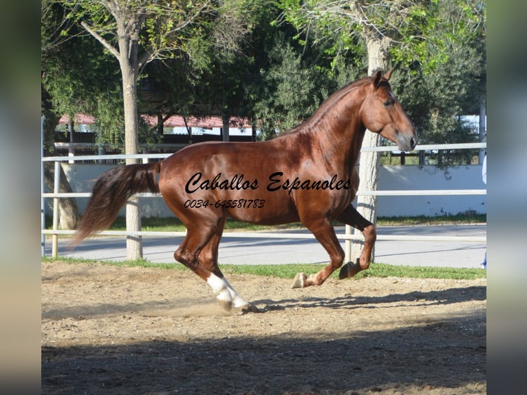 PRE Étalon 4 Ans 166 cm Alezan in Vejer de la Frontera