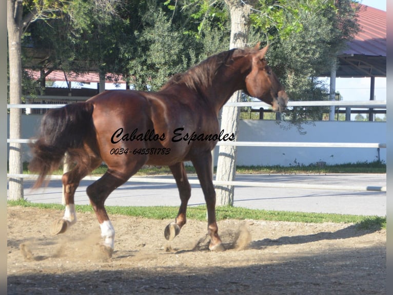 PRE Étalon 4 Ans 166 cm Alezan in Vejer de la Frontera