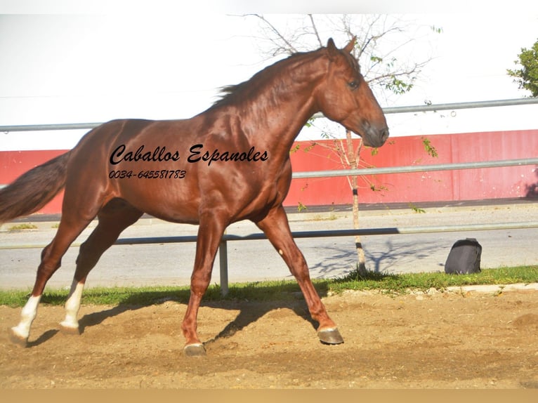 PRE Étalon 4 Ans 166 cm Alezan in Vejer de la Frontera