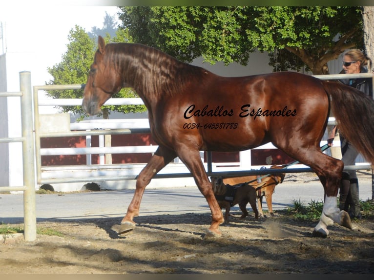 PRE Étalon 4 Ans 166 cm Alezan in Vejer de la Frontera