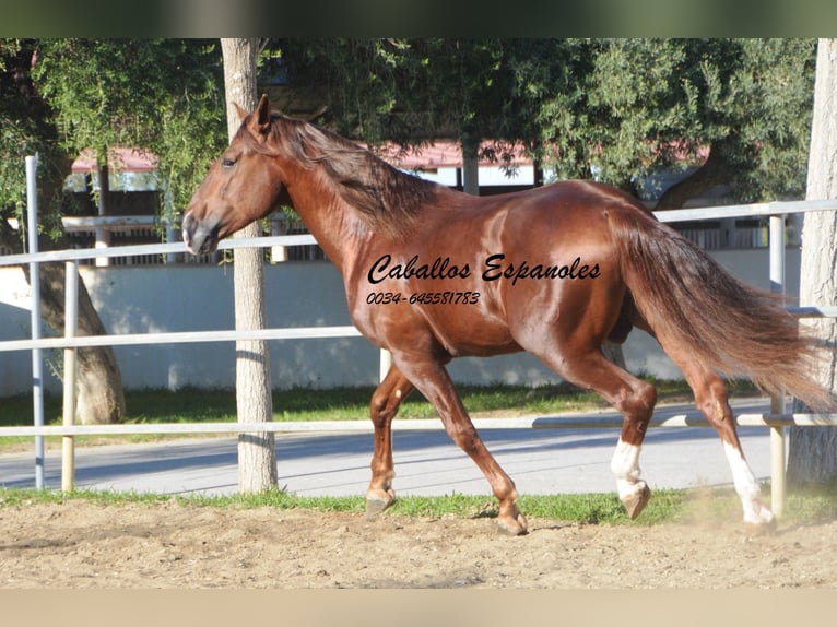 PRE Étalon 4 Ans 166 cm Alezan in Vejer de la Frontera