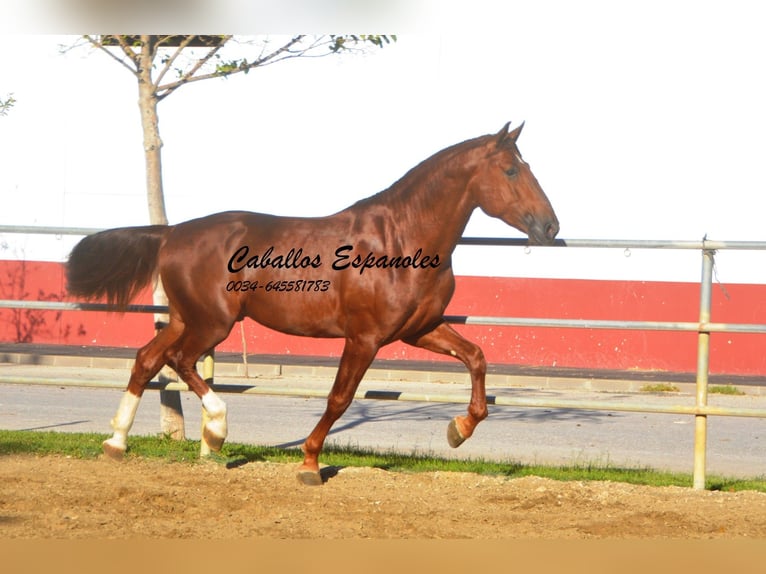 PRE Étalon 4 Ans 166 cm Alezan in Vejer de la Frontera