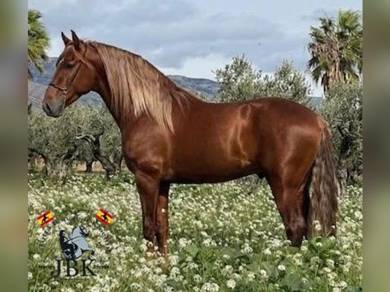 PRE Croisé Étalon 4 Ans 166 cm Alezan in Tabernas Almeria