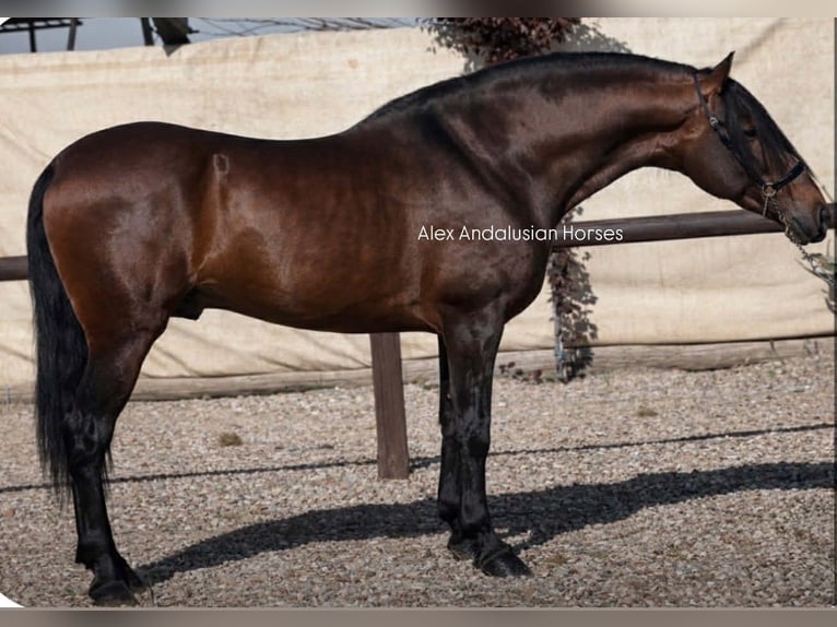PRE Croisé Étalon 4 Ans 166 cm Bai brun in Sevilla