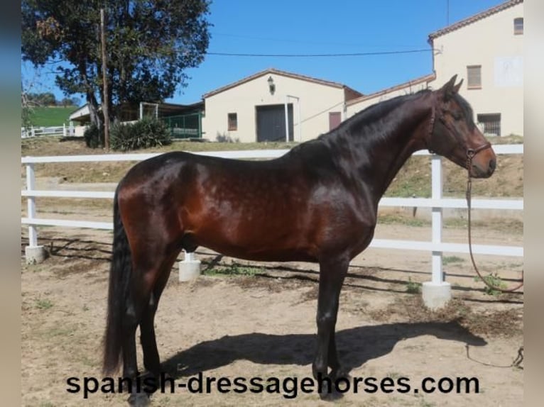 PRE Croisé Étalon 4 Ans 166 cm Bai brun in Barcelona