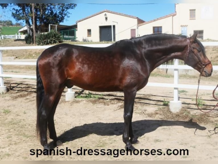 PRE Croisé Étalon 4 Ans 166 cm Bai brun in Barcelona