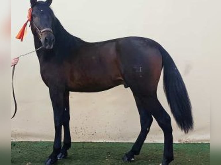 PRE Croisé Étalon 4 Ans 166 cm Bai cerise in MADRID