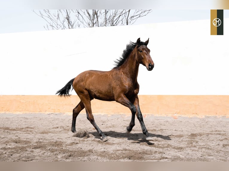 PRE Étalon 4 Ans 166 cm Bai in Albacete, Spain