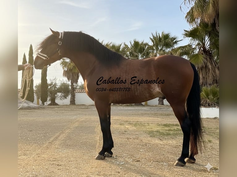 PRE Croisé Étalon 4 Ans 166 cm Bai in vejer de la frontera