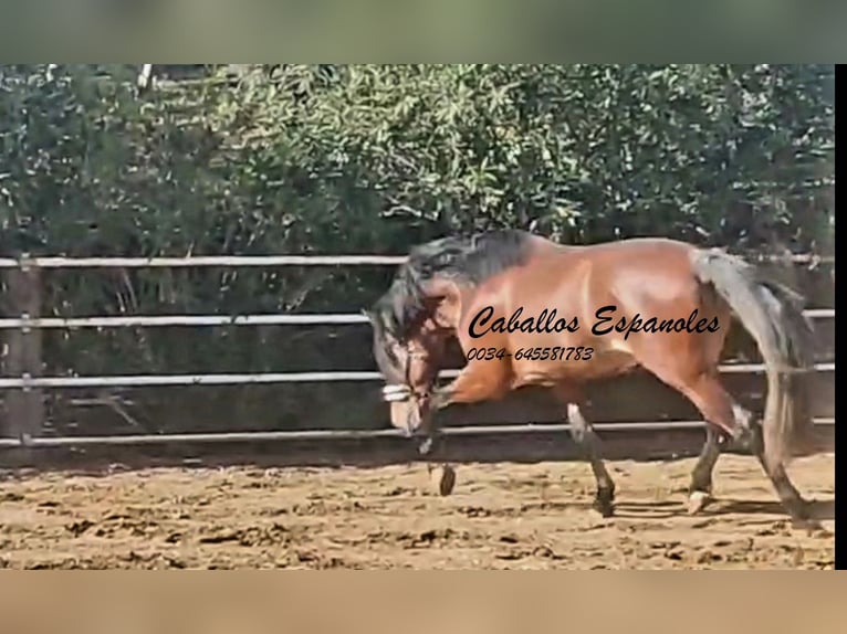 PRE Croisé Étalon 4 Ans 166 cm Bai in vejer de la frontera