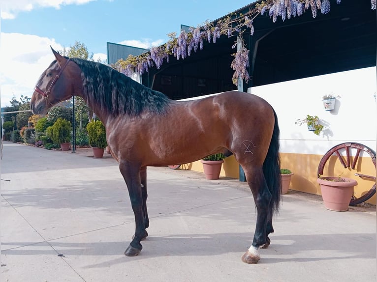 PRE Croisé Étalon 4 Ans 166 cm Bai in Medellin
