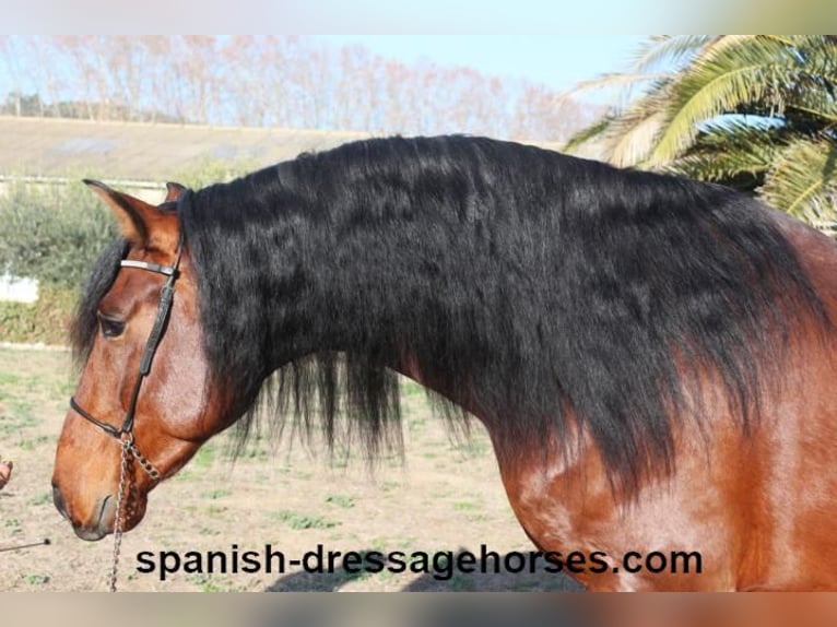 PRE Croisé Étalon 4 Ans 166 cm Bai in Barcelona