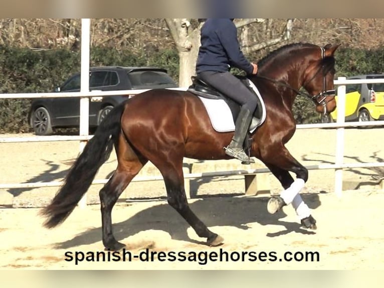 PRE Croisé Étalon 4 Ans 166 cm Bai in Barcelona