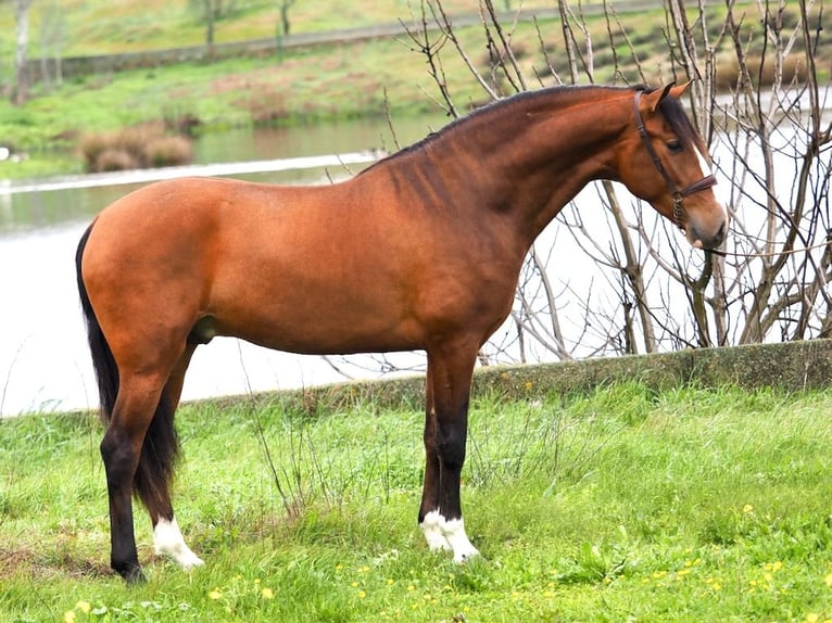 PRE Croisé Étalon 4 Ans 166 cm Bai in Navas Del Madroño