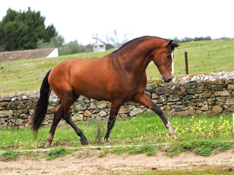 PRE Croisé Étalon 4 Ans 166 cm Bai in Navas Del Madroño