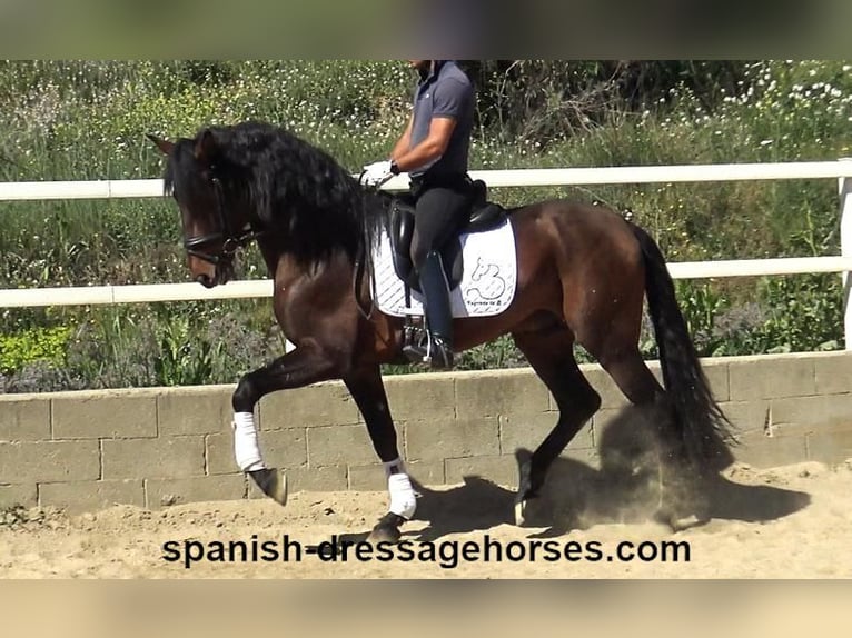 PRE Croisé Étalon 4 Ans 166 cm Bai in Barcelona