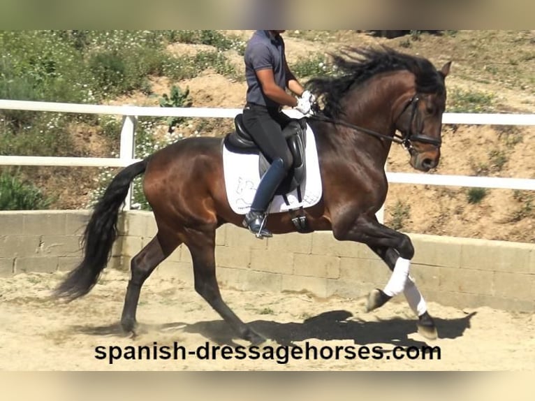 PRE Croisé Étalon 4 Ans 166 cm Bai in Barcelona